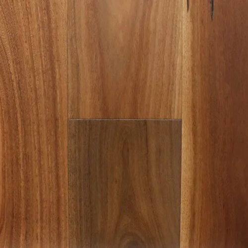 Australian-Spotted-Gum1